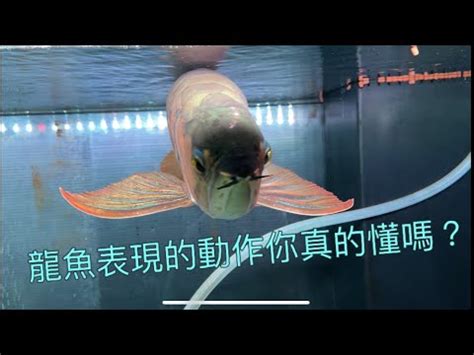 龍魚擋災|【龍魚風水】破解龍魚風水禁忌！家中飼養龍魚必知的風水密碼